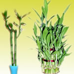 Goodluck plants
