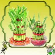 Send Ugadi Special Online Gifts to india Special Lucky Plants