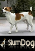 Slum Dog