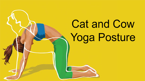 Cat And Cow Yoga Posture Cat And Cow Yoga Pose Cow Yoga Pose Cat Yoga Pose How Do Cat Cow Pose In Yoga How To Do Yoga