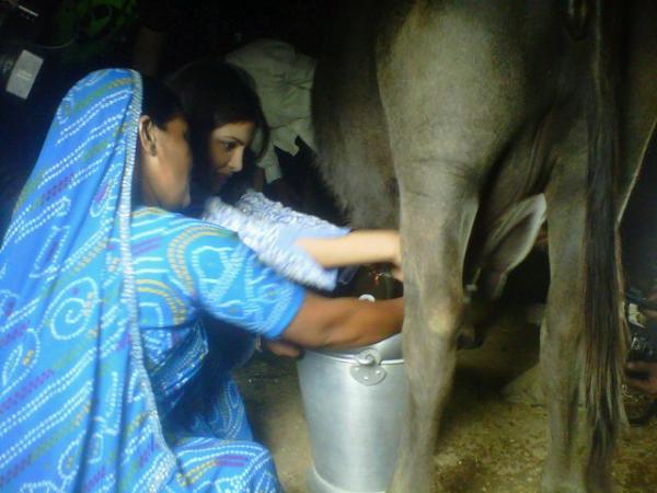 Priyanka chopra milking, Priyanka chopra milking cow, Priyanka chopra milking buffalo, Priyanka chopra rajasthan, Priyanka chopra milk cow, Priyanka chopra cow rajasthan