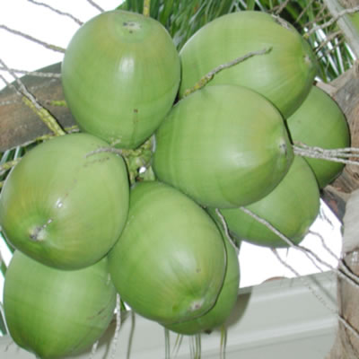 Coconuts