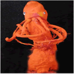 తెల్ల జిల్లేడు విశిష...