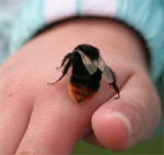 Treatment for Bee St...