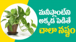 మనీప్లాంట్‌ని అక్కడ ...