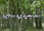 న్యగ్రోధం వృక్ష వృత్...