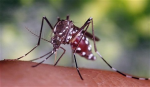Malaria Symptoms and...
