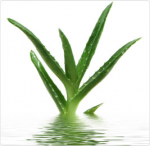 Natural Tattoo After...