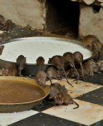 ఆ వంశంలో చనిపోయినవార...