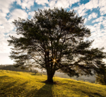 చెట్లు నాటితే పుణ్యం...