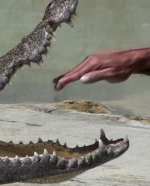 మొసలి - మూర్ఖుడు...