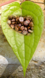 షడ్రసోపేతమైన భోజనాని...