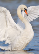 సహజగుణాన్ని ఎవరు నిల...