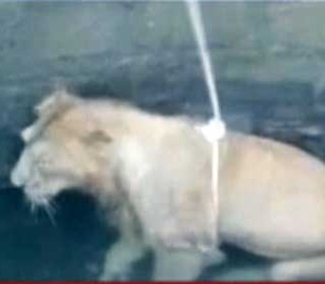 lion in well junagarh gujarat
