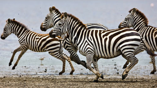 Learning From Zebra