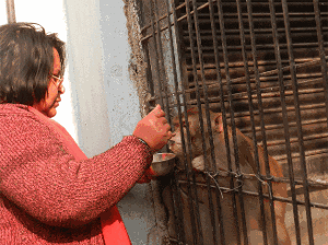 Pet monkey