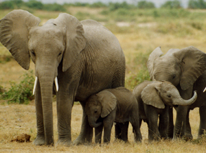  Thirty people died due to encephalitis in the past ten days at North Bengal Medical College and Hospital