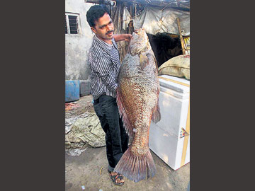 Kachidi Fish