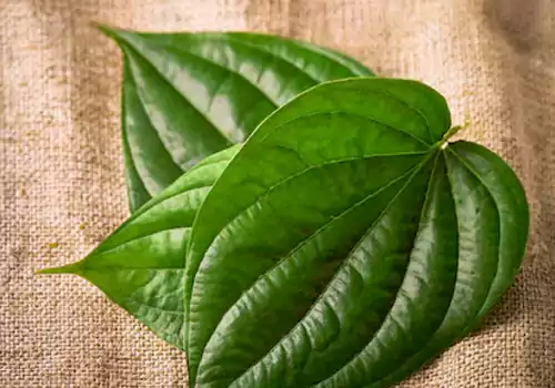 Amazing Benefits Of Betel Leaves in winter