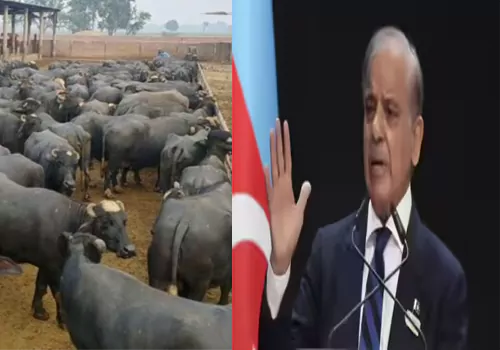 బర్రెలకు డైపర్లు... లేదంటే ఆ దేశంలో పన్ను కట్టాల్సిందే