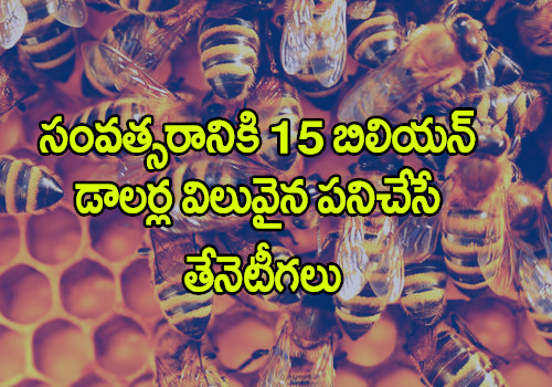 What Would Happen To The World Food Supply If Bees Went Extinct