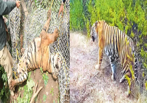 హమ్మయ్య...పెద్దపులిని పట్టేశారు