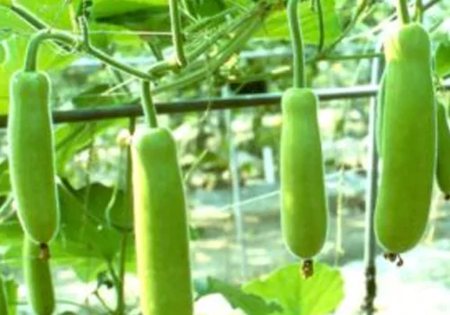 Bottle Gourd health Benefits