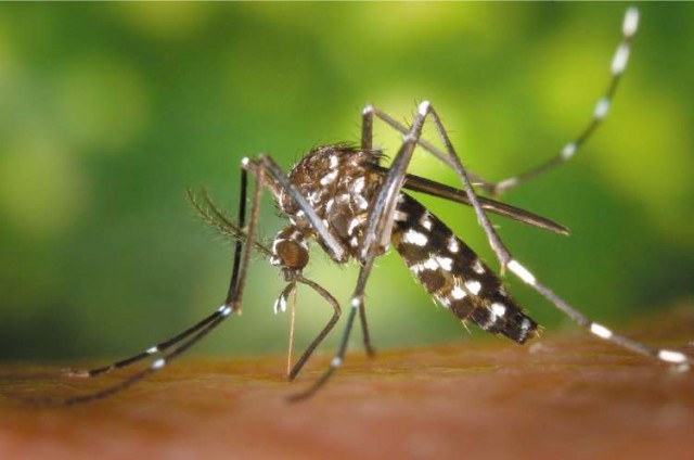 dengue