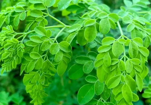 health benefits eating drumstick leaves