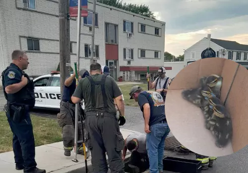 ducklings rescue operation in usa