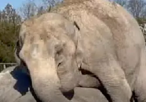 Elephant in tears after losing partner