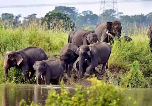 Three killed in elephant attack in Annamaiya district... 10 lakh compensation