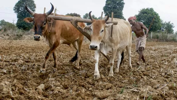 చినుకు కినుకు: రైతన్న వణుకు.. ఎల్ నినోతో వ్యవసాయం కుదేలు