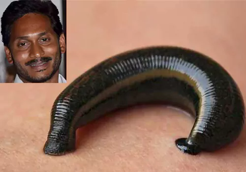 jagan like leech
