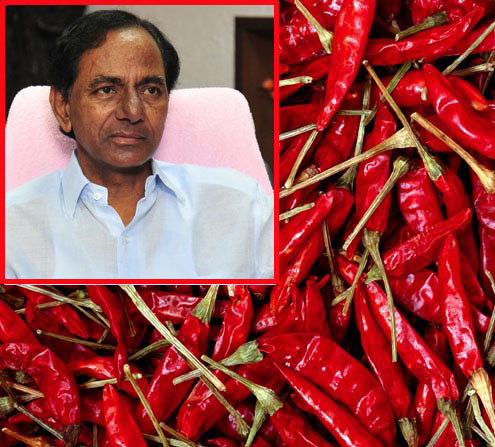 MIRCHI SUPPORT PRICE