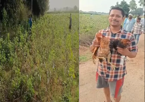 పొలాల్లో నాటుకోళ్లు వదిలి వెళ్ళిన దుండగులు.. ఎగబడ్డ జనం