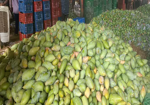 Mango farmer