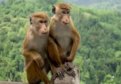 Huge price of monkeys in China