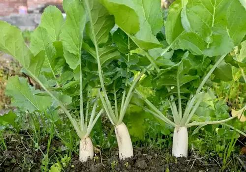 health Benefits of Radish leave