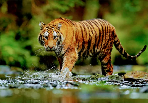 Lets save tiger