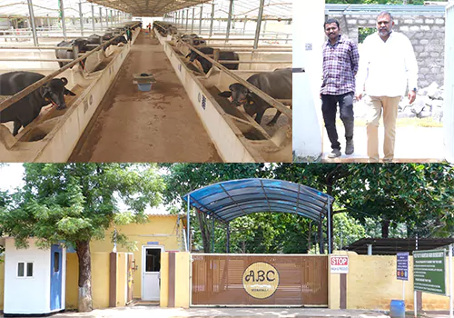 Dairy production