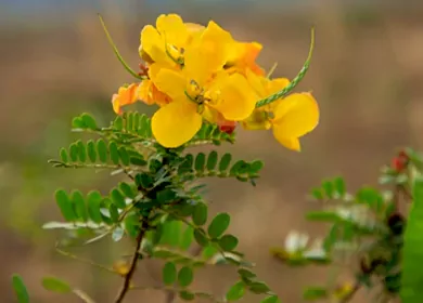 health benefits of Thangedu Plant