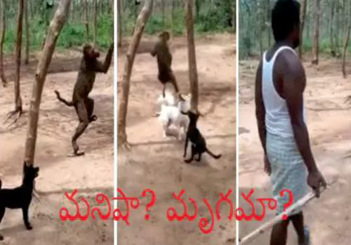 The cries of wild beasts in the wilderness