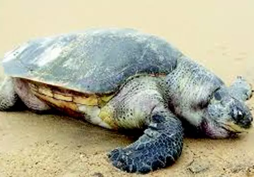 Turtles deaths near tallarevu coast