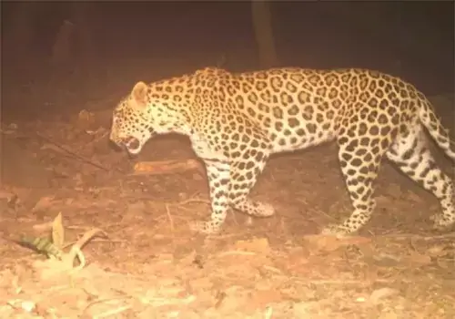 Leopard riot in Tirupati