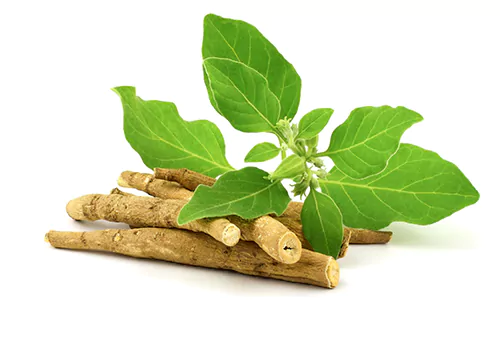 health Benefits of Ashwagandha