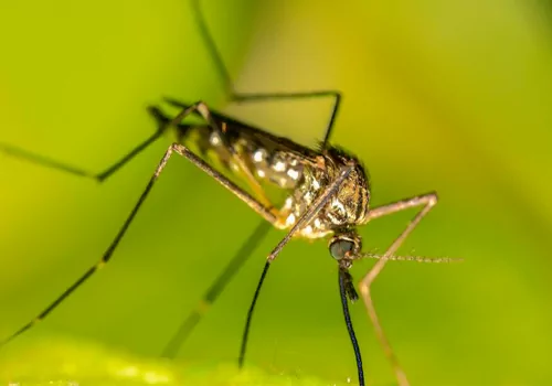  Tips on How to Prevent Mosquito Breeding