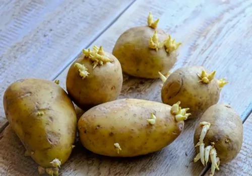 side effcts of sprouted potatoes