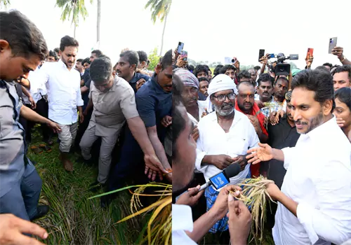 పంట నష్టపోయిన రైతులను ప్రభుత్వం ఆదుకోవాలి : జగన్‌