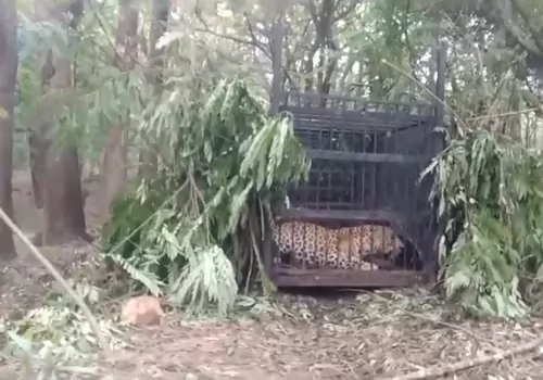 another chita captured